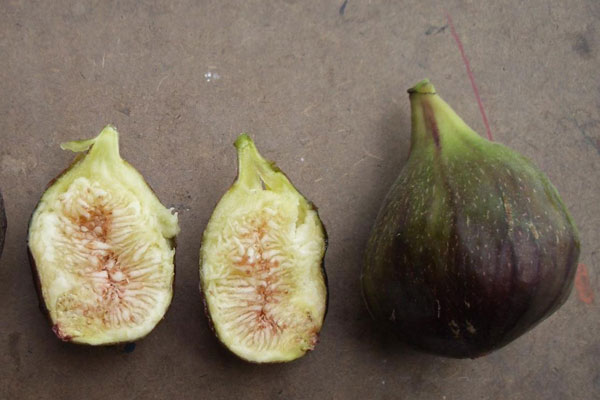 Neverella Fig